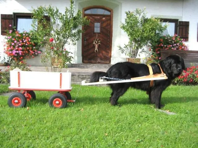 Haus Gollinger Apartmán Anger